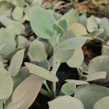 Load image into Gallery viewer, Kalanchoe bracteata "Silver Spoons" (3 Plants)
