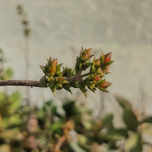 Load image into Gallery viewer, Kalanchoe orgyalis "Copper Spoons"(3 Plants)
