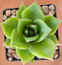Load image into Gallery viewer, Haworthia Green Rose (3 Plants)
