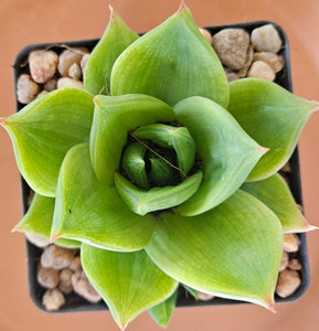 Haworthia Green Rose (3 Plants)