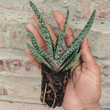 Load image into Gallery viewer, Gasteria Lizzie (3 Plants)
