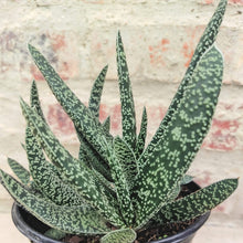 Load image into Gallery viewer, Gasteria Lizzie (3 Plants)
