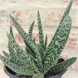 Gasteria Lizzie (3 Plants)