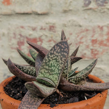 Load image into Gallery viewer, Gasteria  Vader (1 plant)
