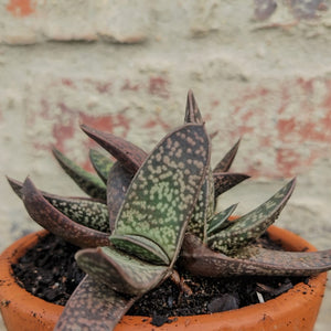 Gasteria  Vader (1 plant)