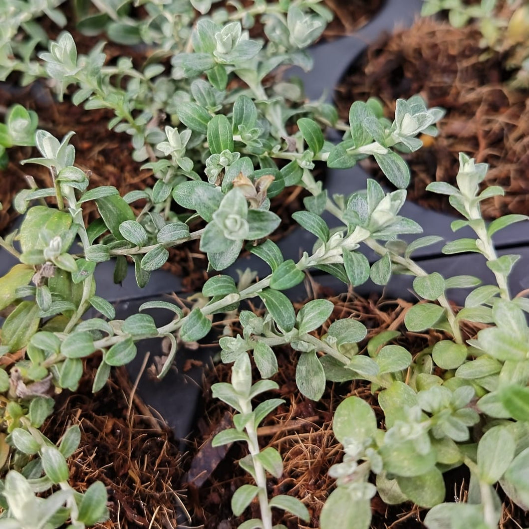 Helichrysum cymosum (1 Plant)