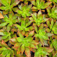 Aeonium leucoblepharum (3 Plants)