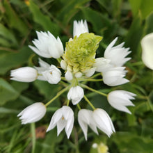 Load image into Gallery viewer, Ornithogalum thyrsoides Chinks
