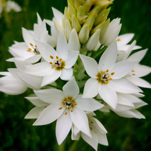 Ornithogalum thyrsoides Chinks