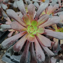 Load image into Gallery viewer, Aeonium Choc Cola (3 Plants)

