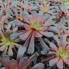 Load image into Gallery viewer, Aeonium Choc Cola (3 Plants)
