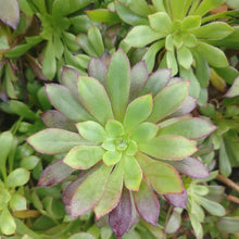 Load image into Gallery viewer, Aeonium Atropurpureum (3 Plants)
