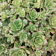 Load image into Gallery viewer, Aeonium haworthii (3 Plants)
