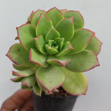 Load image into Gallery viewer, Aeonium haworthii (3 Plants)
