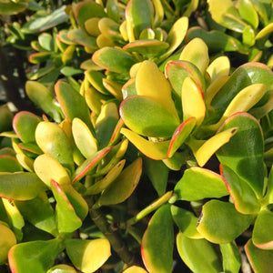 Crassula ovata Sunset (3 Plants)