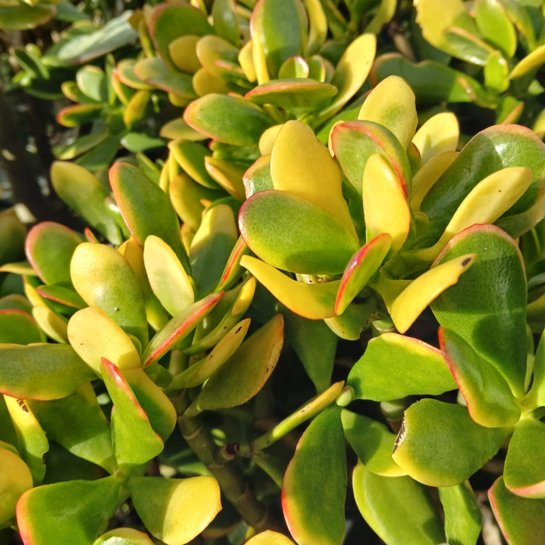 Crassula ovata Sunset (3 Plants)