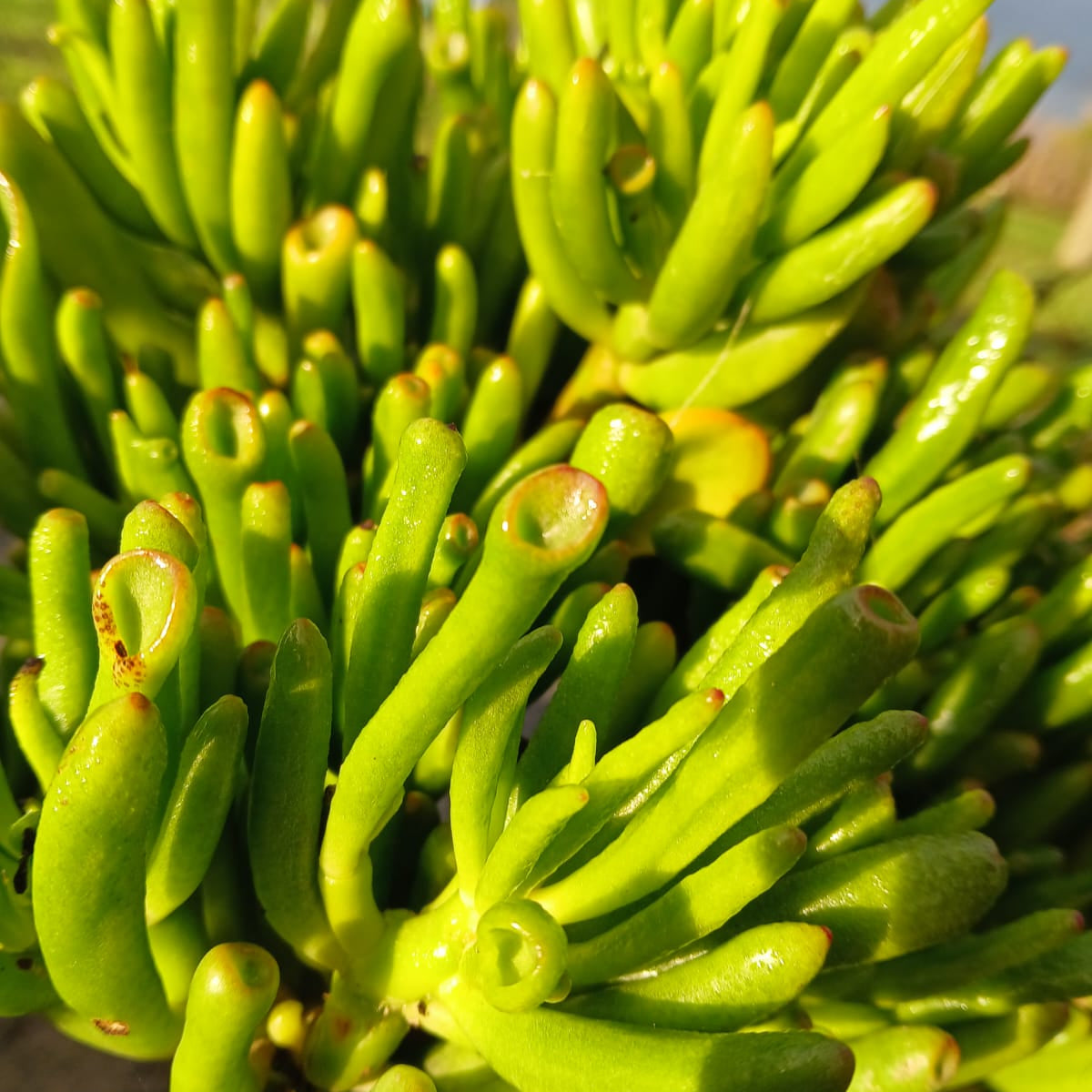 horn tree succulent Crassula ovata Horn Tree (3 Plants) – Plants Direct