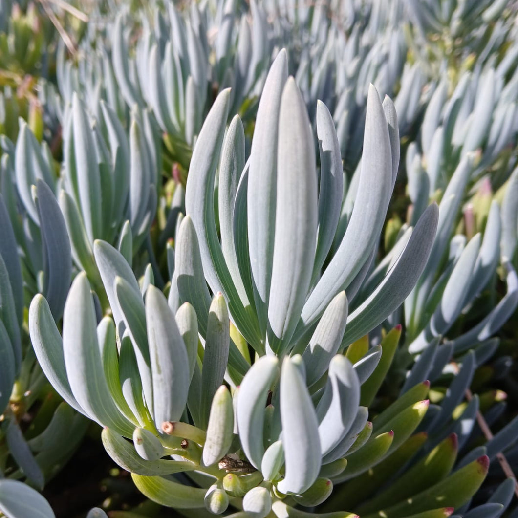 Senecio mandraliscae (3 Plants)