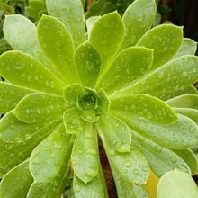 Load image into Gallery viewer, Aeonium arboreum (3 Plants)
