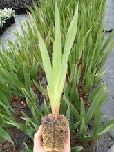 Load image into Gallery viewer, Watsonia borbonica pink
