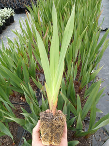 Watsonia borbonica pink