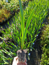 Load image into Gallery viewer, Watsonia borbonica white
