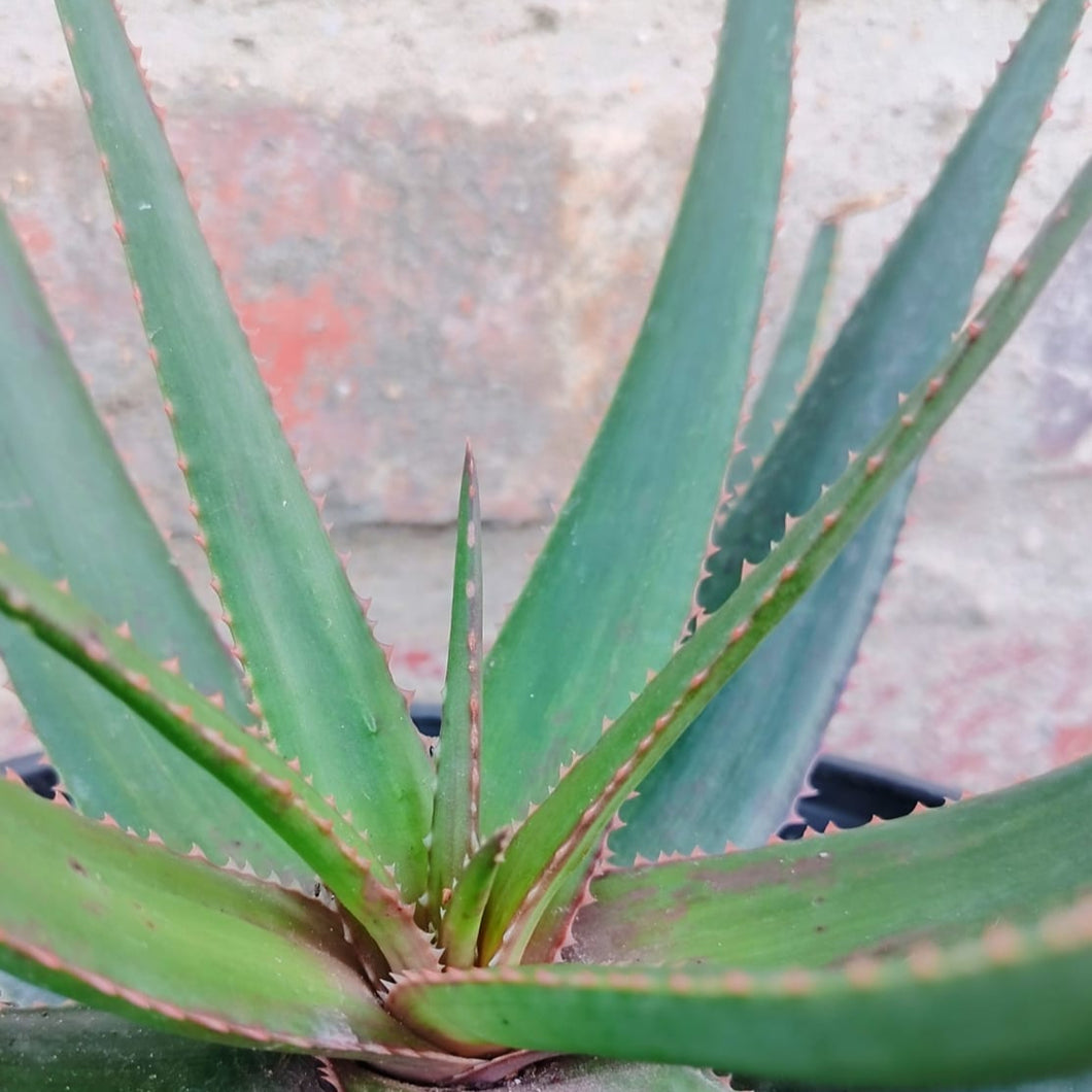 Aloe Zulu Dawn (1 Plant) NEW/RARE