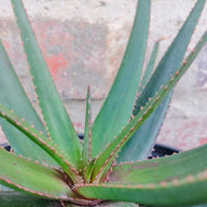 Aloe Zulu Dawn (1 Plant) NEW/RARE