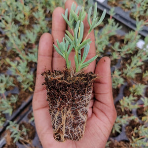 Lampranthus coccineus Red (3 Plants)
