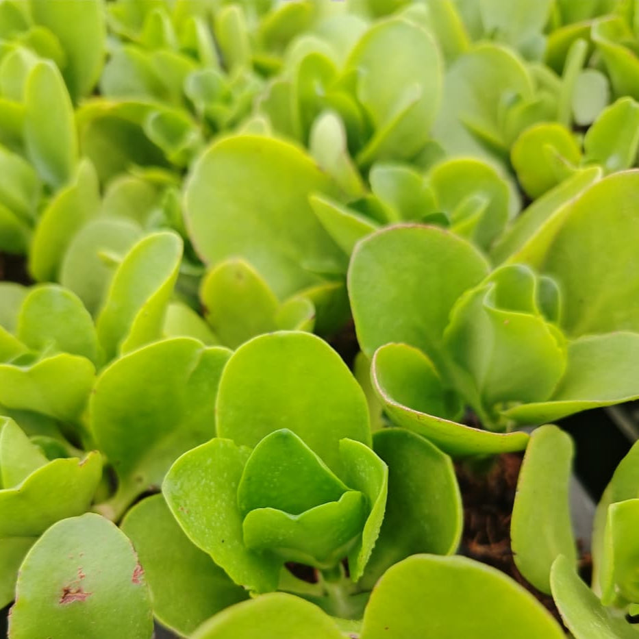 Crassula multicava Floribunda (3 PLANTS)