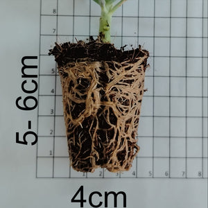 Crassula multicava Floribunda (3 PLANTS)