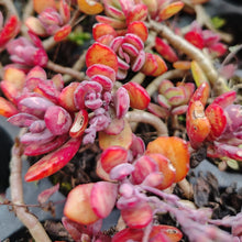 Load image into Gallery viewer, Kalanchoe Humilis (3 Plants)
