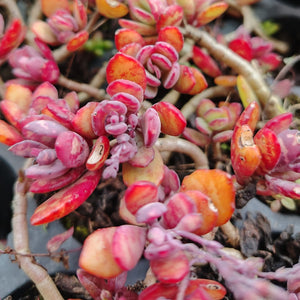 Kalanchoe Humilis (3 Plants)