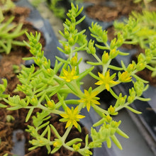 Load image into Gallery viewer, Sedum rupestra Angelina (3 Plants)
