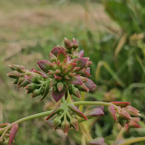 Aeonium haworthii (3 Plants)