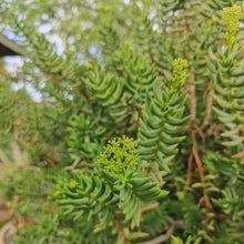 Load image into Gallery viewer, Crassula tetragona (3 Plants)
