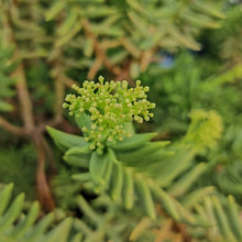 Load image into Gallery viewer, Crassula tetragona (3 Plants)
