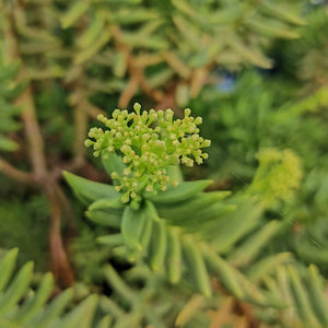 Crassula tetragona (3 Plants)