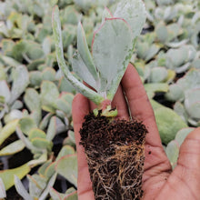 Load image into Gallery viewer, Cotyledon orbiculata -Grey leaf (3 Plants)
