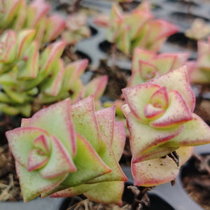 Crassula perforata  (3 Plants)