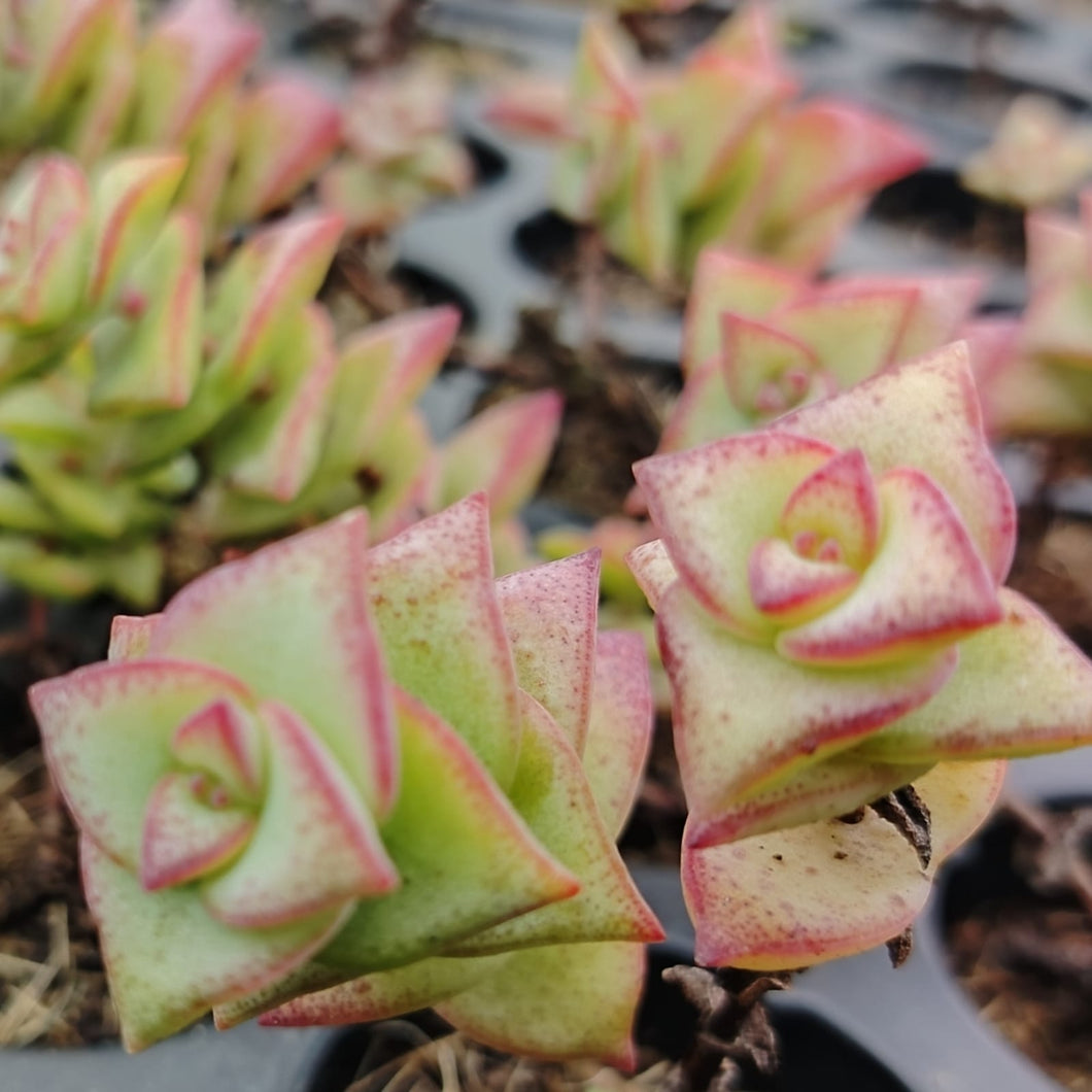 Crassula perforata  (3 Plants)
