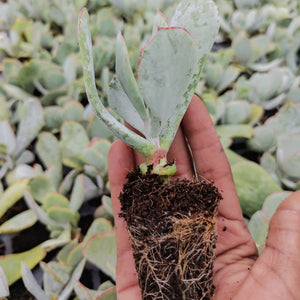 Cotyledon orbiculata -Grey leaf (3 Plants)