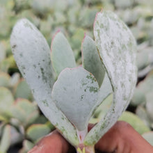 Load image into Gallery viewer, Cotyledon orbiculata -Grey leaf (3 Plants)
