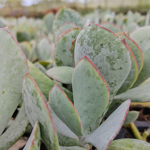 Cotyledon orbiculata -Grey leaf (3 Plants)