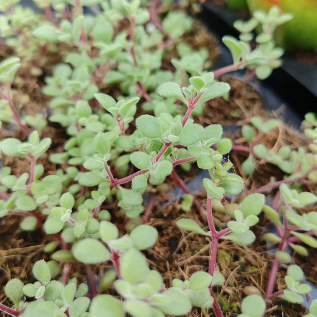 Crassula fragilis (3 Plants)