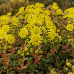 Aeonium sedifolium (3 Plants)