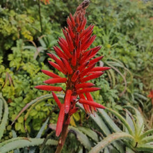 Load image into Gallery viewer, Aloe arborescens Mr. Winter (3 Plants)
