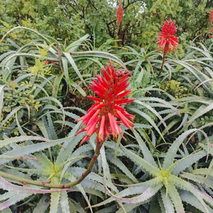 Aloe arborescens Mr. Winter (3 Plants)