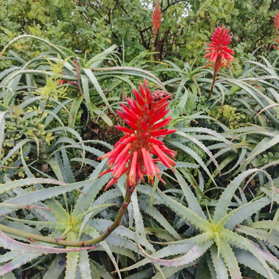 Aloe arborescens Mr. Winter (3 Plants)
