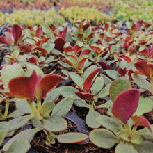 Load image into Gallery viewer, Crassula multicava Red (3 Plants)

